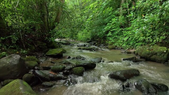 river in the forest
