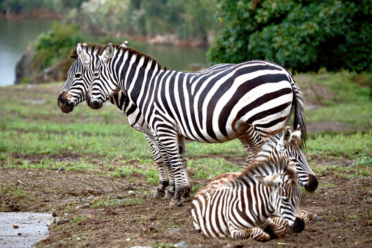 image of a family of zebras