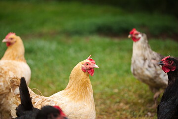 Chickens on a small farm in the country. Small scale poultry farming in Ontario, Canada.
