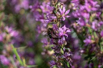 Purple flower of lythrum salicaria are in full bloom in garden