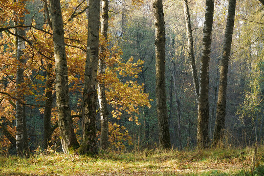 Beautiful autumn forest. Birches in autumn. Glade
