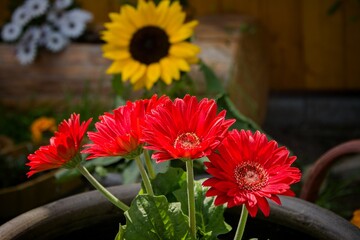 gerbera jamesonii