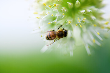 Bee and flower. Close up of a large striped bee collects pollen from an onion flower on a green...