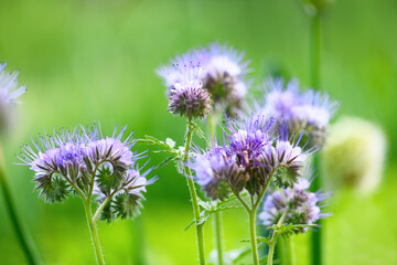 Spring and summer background: phacelia flowers close-up on a green background. Phacelia tanacetifolia (lacy).