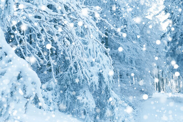 beautiful winter landscape, snow-covered green branches of fir trees, heavy snowfall, walks in white forest, Capturing severe weather for Documentary and Feature Films, Drama Series