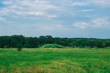 Fototapeta na wymiar Summer meadow near the forest under the blue sky. Summer landscape.