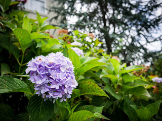 hydrangea flower