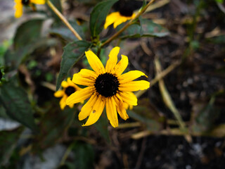 yellow flower
