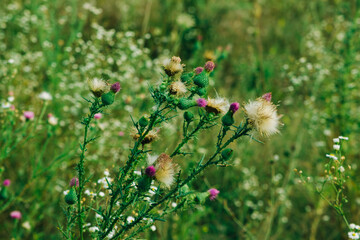 Plants in the forest clearing. Summer wildlife. Summer landscape.