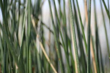 green grass, river meadow, saturated green threads of herbs, meadow, close-up, texture, background