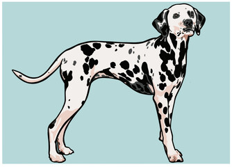 Dog (dalmatian) on color background  vector illustration.