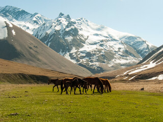 Fototapeta na wymiar Horses graze in the middle of a green meadow in the snowy mountains