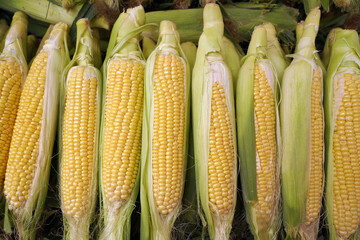 fresh sweet organic corn in the market