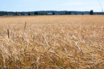 Agriculture fields on a sunny summer day. Wheat crisis in Europe concept image, fresh crop on a sunny day.
