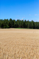 Agriculture fields on a sunny summer day. Wheat crisis in Europe concept image, fresh crop on a sunny day.