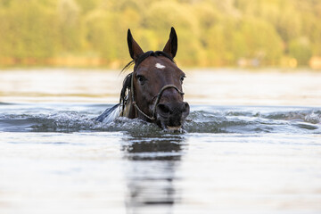 Pferd schwimmt im See