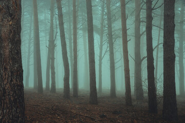 image of a forest with tree trunks in a foggy environment
