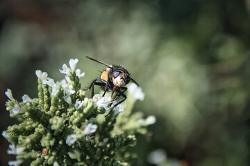 Die Igelfliege sammelt Neckar 