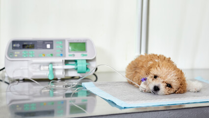 An illness maltipoo puppy lies on a table in a veterinary clinic with a catheter in its paw, through which medicine is delivered using Infusion pump