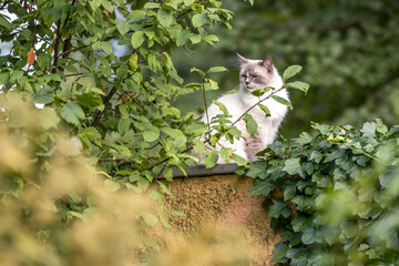 Fototapete bei efototapeten.de bestellen   