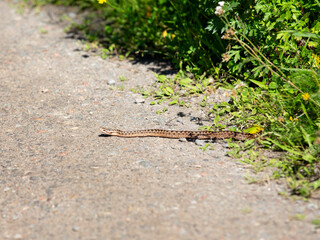 Common European viper closing on the road, poisonous snake trying to attack. - obrazy, fototapety, plakaty