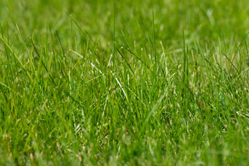 Close-up of freshly cut grass.