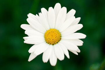 Chamomile flower close-up on a blurry green background.