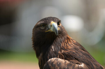 Golden Eagle (Aquila chrysaetos)in side angle view, Coaldale, Alberta - bokeh background