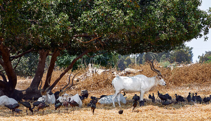 addax white african antelope in nature reserve israel