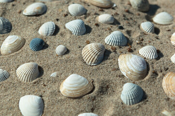seashells on the sand close-up, top view