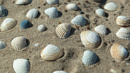seashells on the sand close-up, top view