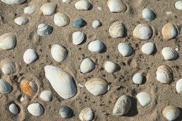 seashells on the sand close-up, top view