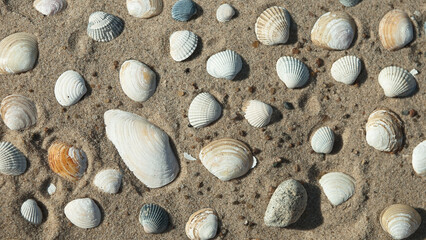 seashells on the sand close-up, top view