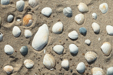 seashells on the sand close-up, top view