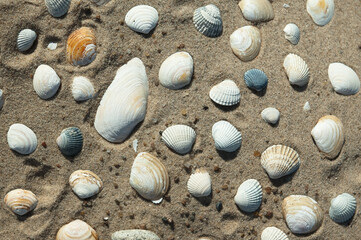 seashells on the sand close-up, top view