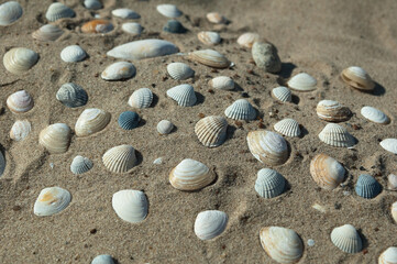 seashells on the sand close-up, top view