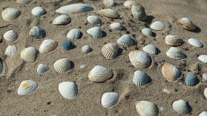 seashells on the sand close-up, top view