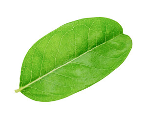 Fototapeta na wymiar Green leaf on transparent