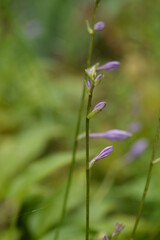 Host flowers. Shade queen, purple Japanese flowers, hosta closeup, perennial in the garden, hosta buds on a green background, hosta flowers, beautiful purple flowers on a green background