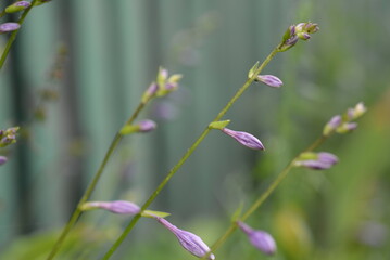 Host flowers. Shade queen, purple Japanese flowers, hosta closeup, perennial in the garden, hosta buds on a green background, hosta flowers, beautiful purple flowers on a green background