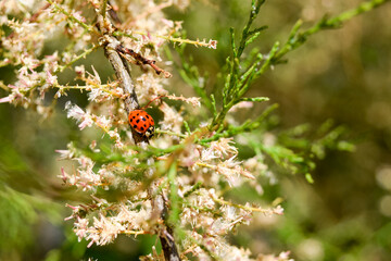 ladybird on a flower