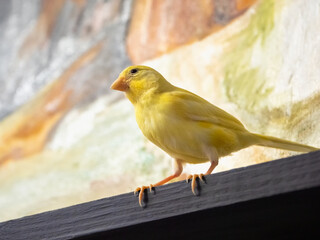 Selective focus. Young male Curious yellow canary looks straight sitting on a cage on a color background. Breeding songbirds at home.