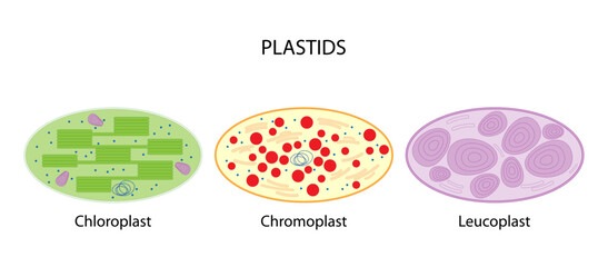 Plastids (chloroplast, chromoplast, leucoplast)