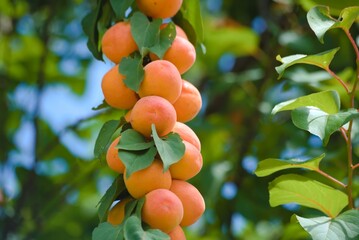 apricots on a branch