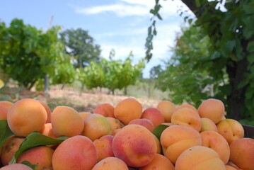 apricots in a field