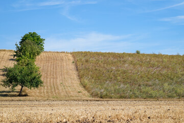 Fototapeta na wymiar field of hay