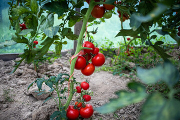 pomidor Solanum lycopersicum. hodowla. rolnictwo, kuchnia - obrazy, fototapety, plakaty
