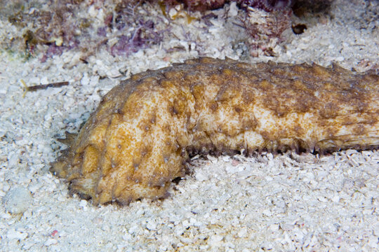 Tiger Tail Sea Cucumber, Holothuria thomasi, in the Florida Keys National Marine Sanctuary, Florida