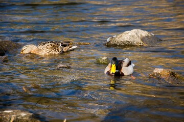 Wild duck in the river