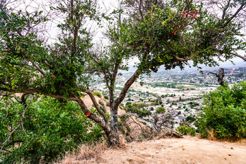 olive tree plantation